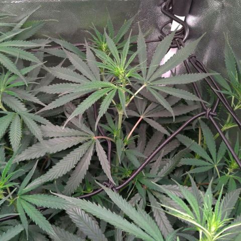 Prenseeds Amarela growlog timeline photo