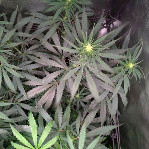 Prenseeds Amarela growlog timeline photo