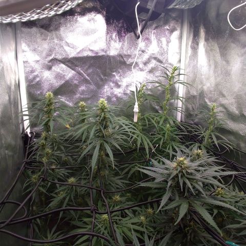 Prenseeds Amarela growlog timeline photo