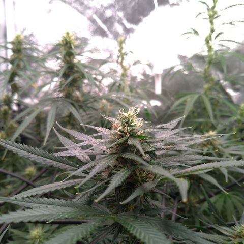 Prenseeds Amarela growlog timeline photo
