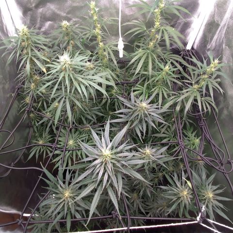 Prenseeds Amarela growlog timeline photo