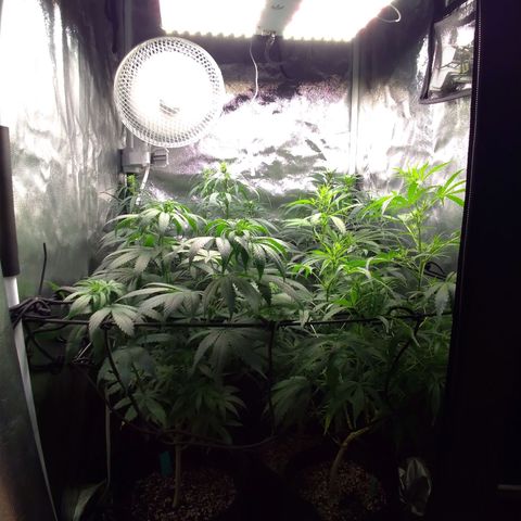 Prenseeds Amarela growlog timeline photo