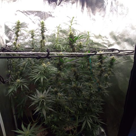 Prenseeds Amarela growlog timeline photo