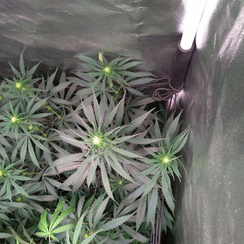Prenseeds Amarela growlog timeline photo