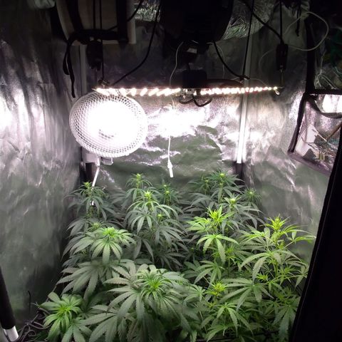 Prenseeds Amarela growlog timeline photo