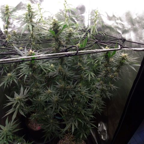 Prenseeds Amarela growlog timeline photo