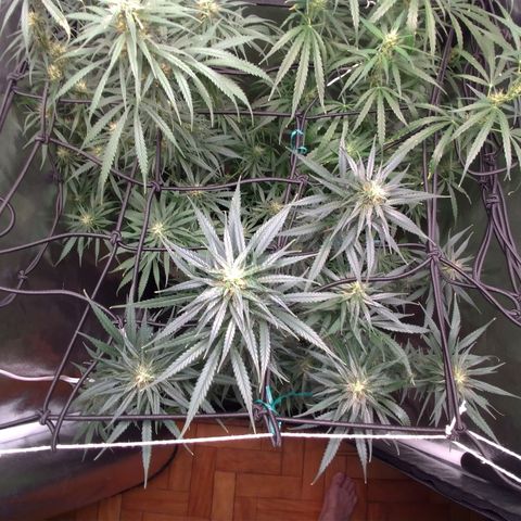 Prenseeds Amarela growlog timeline photo