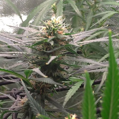 Prenseeds Amarela growlog timeline photo