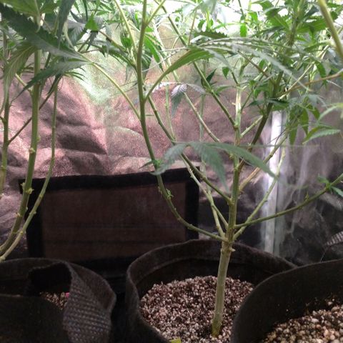 Prenseeds Amarela growlog timeline photo