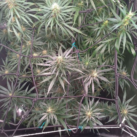 Prenseeds Amarela growlog timeline photo