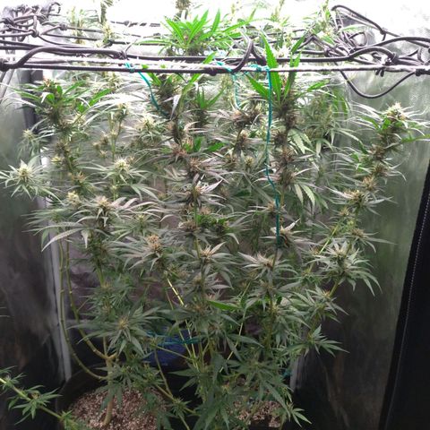 Prenseeds Amarela growlog timeline photo