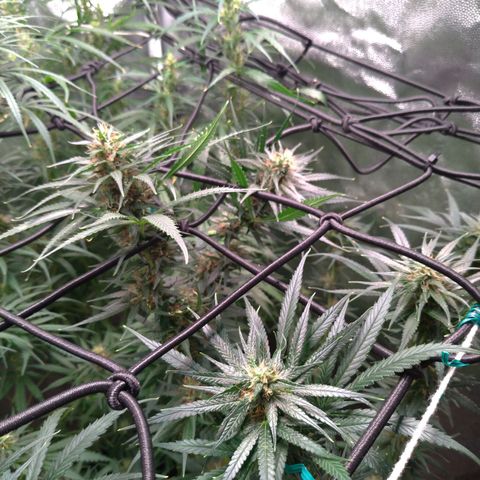 Prenseeds Amarela growlog timeline photo