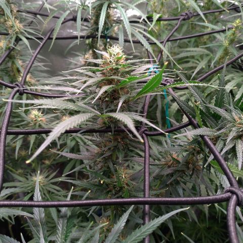 Prenseeds Amarela growlog timeline photo