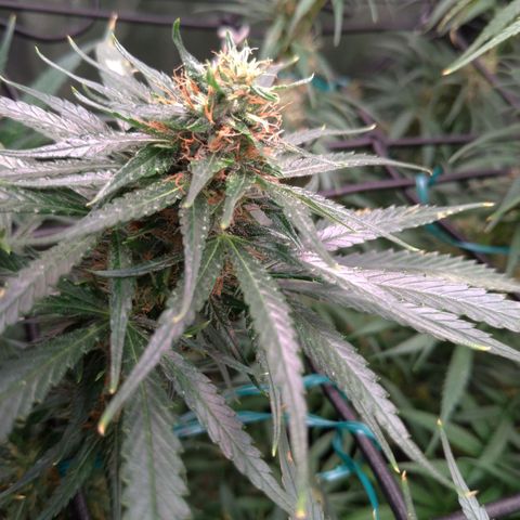 Prenseeds Amarela growlog timeline photo