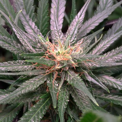 Prenseeds Amarela growlog timeline photo