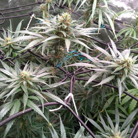 Prenseeds Amarela growlog timeline photo