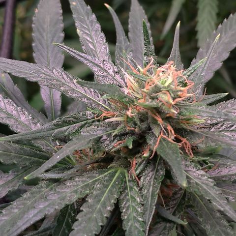 Prenseeds Amarela growlog timeline photo