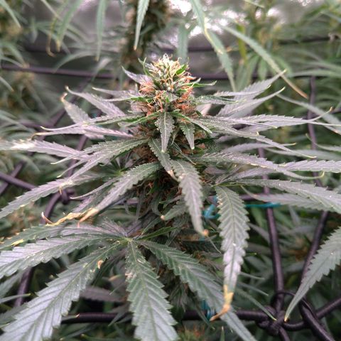 Prenseeds Amarela growlog timeline photo