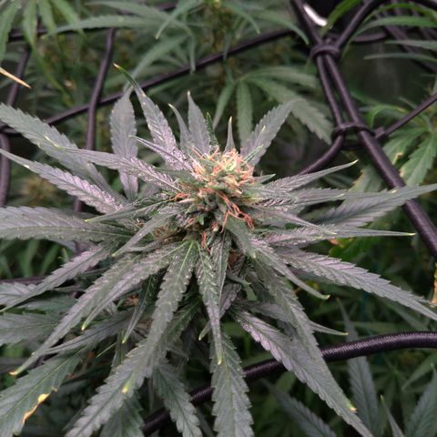Prenseeds Amarela growlog timeline photo