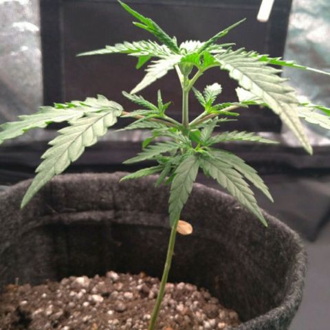 Prenseeds Rosa growlog timeline photo
