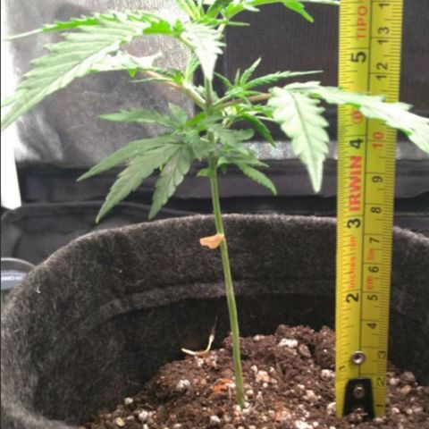Prenseeds Rosa growlog timeline photo
