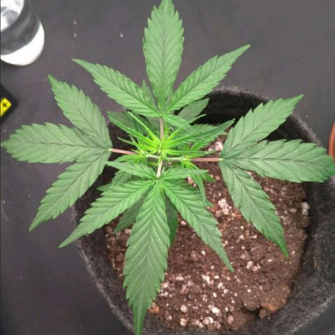 Prenseeds Rosa growlog timeline photo