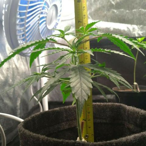 Prenseeds Rosa growlog timeline photo