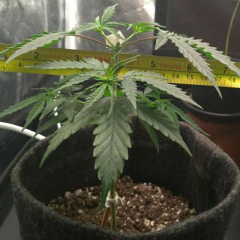 Prenseeds Rosa growlog timeline photo