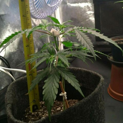 Prenseeds Rosa growlog timeline photo