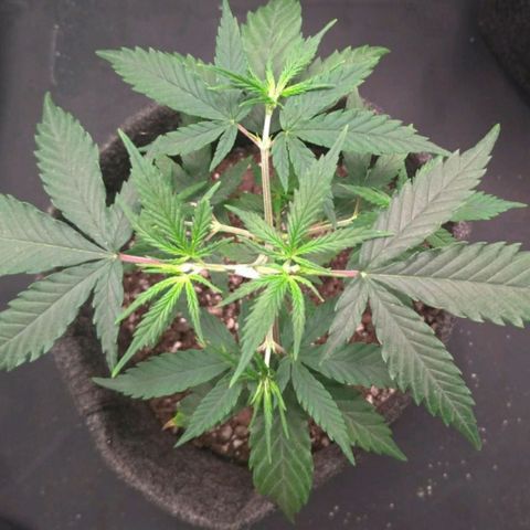 Prenseeds Rosa growlog timeline photo
