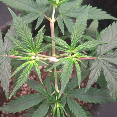 Prenseeds Rosa growlog timeline photo