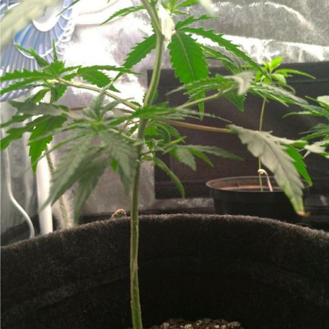 Prenseeds Rosa growlog timeline photo