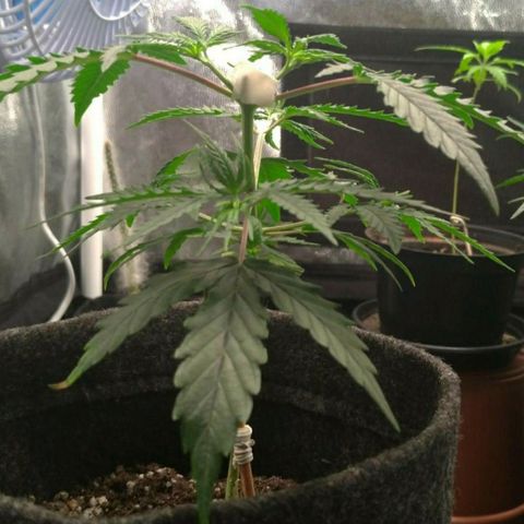 Prenseeds Rosa growlog timeline photo