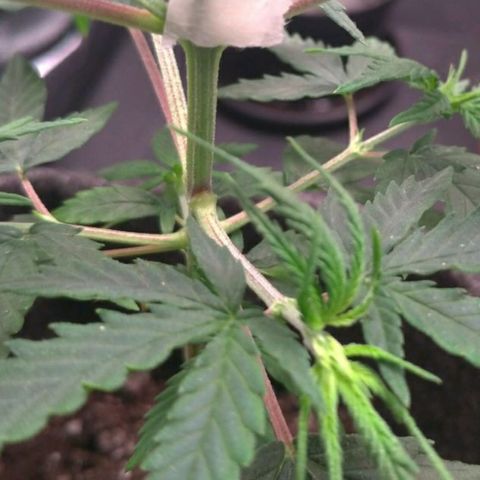 Prenseeds Rosa growlog timeline photo