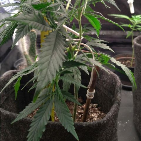Prenseeds Rosa growlog timeline photo