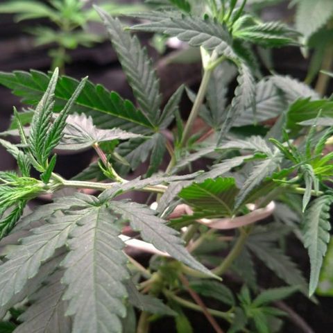 Prenseeds Rosa growlog timeline photo