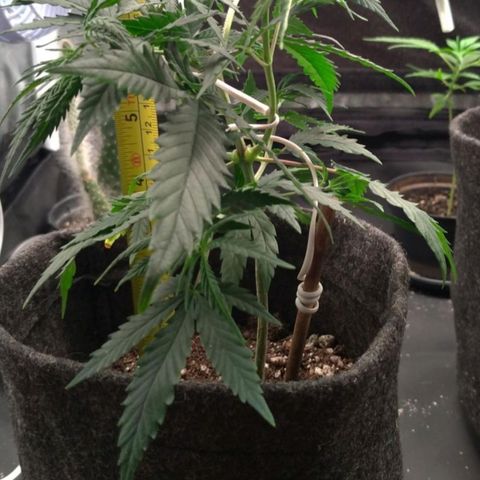 Prenseeds Rosa growlog timeline photo