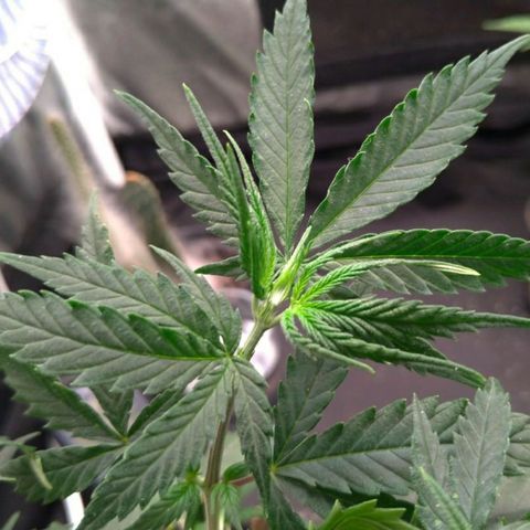 Prenseeds Rosa growlog timeline photo