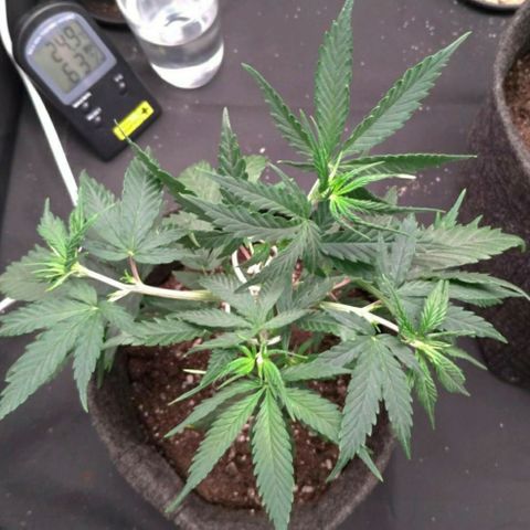 Prenseeds Rosa growlog timeline photo