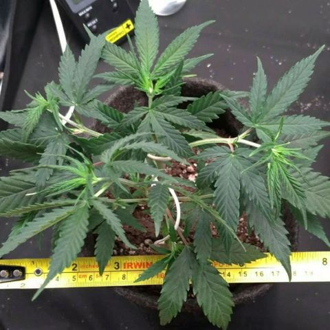 Prenseeds Rosa growlog timeline photo