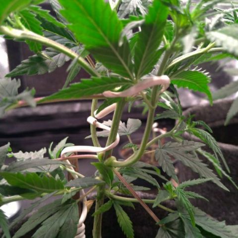 Prenseeds Rosa growlog timeline photo