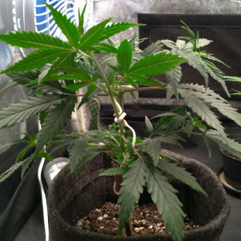 Prenseeds Rosa growlog timeline photo