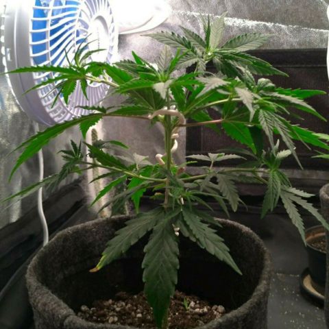 Prenseeds Rosa growlog timeline photo