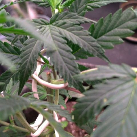 Prenseeds Rosa growlog timeline photo