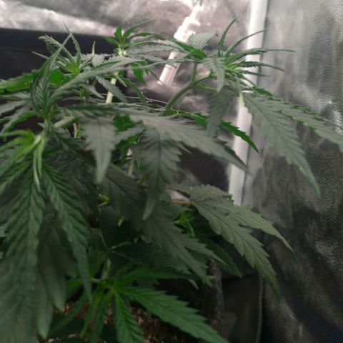 Prenseeds Rosa growlog timeline photo
