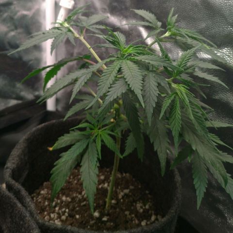 Prenseeds Rosa growlog timeline photo