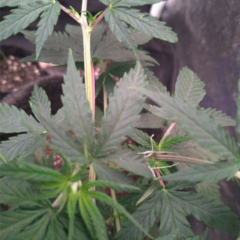 Prenseeds Rosa growlog timeline photo