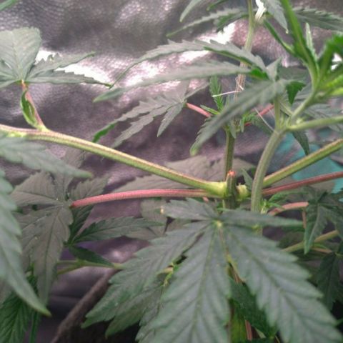 Prenseeds Rosa growlog timeline photo
