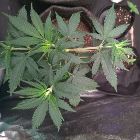 Prenseeds Rosa growlog timeline photo