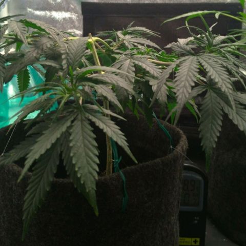 Prenseeds Rosa growlog timeline photo